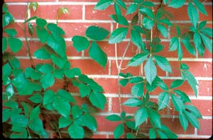 
Poison ivy (left) and Virginia creeper (right) are commonly confused for one another.
